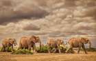 Elephant family-Amboseli National Park-Africa Art Print